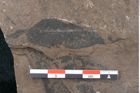 Foto (Detailansicht) von Ficus sagoriana Ettingshausen (NHMW-GEO-2024-0188-7979)